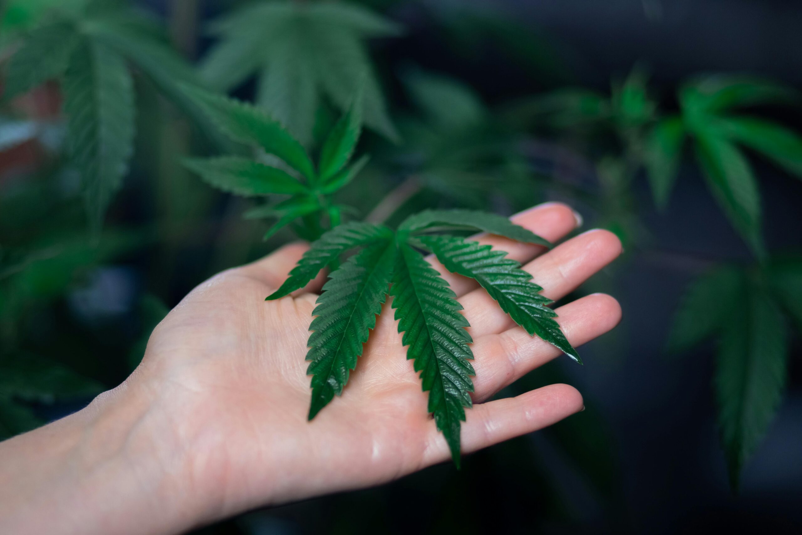 Hemp leave in hands to explain Marijuana Cause Mental Illness